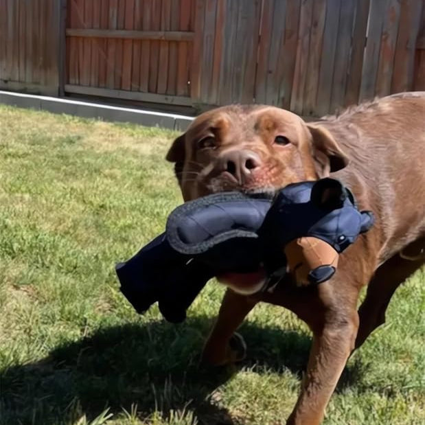 Designed for Heavy Chewers
